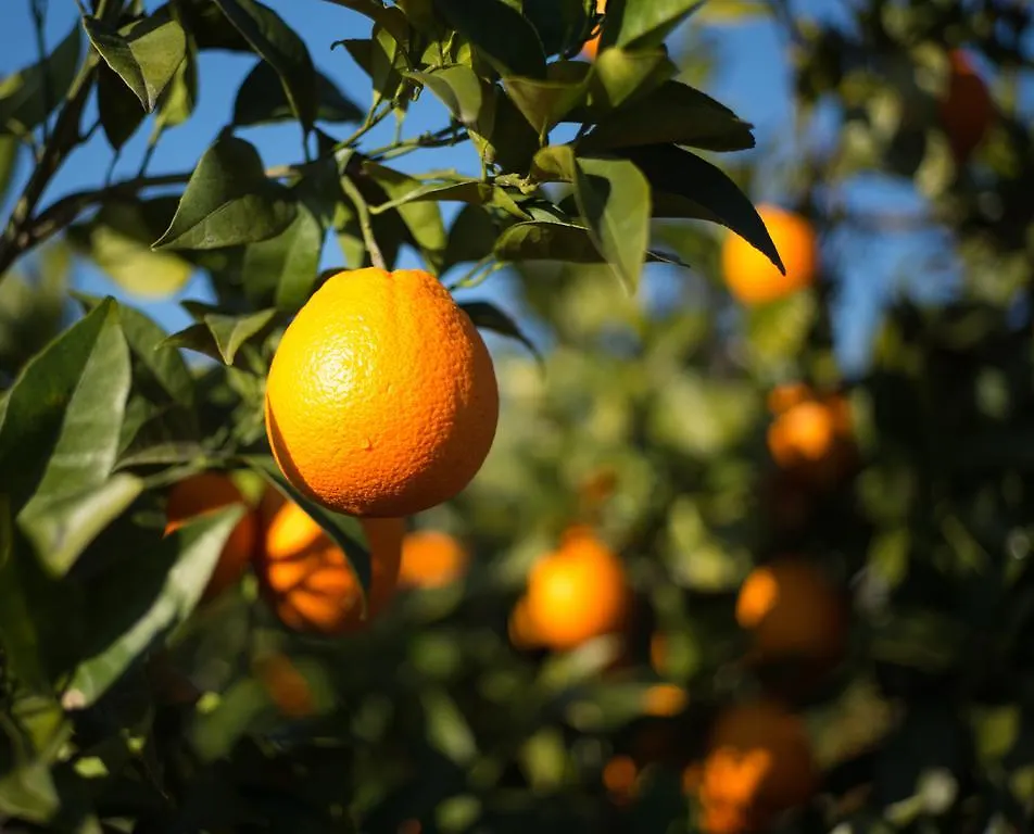 Casita Naranja Holiday home Alora