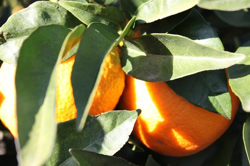 Casita Naranja Holiday home Alora